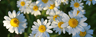 Chamomile