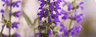 Clary Sage