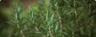 Rosemary
