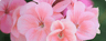 Geranium